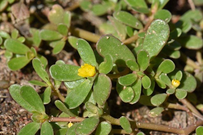 Portulaca oleracea, Common Purslane